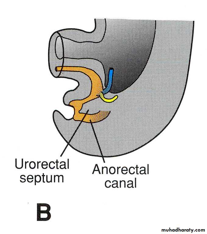 Urinary system