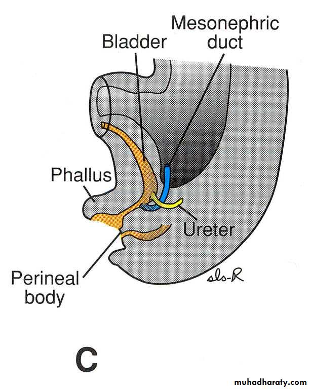 Urinary system
