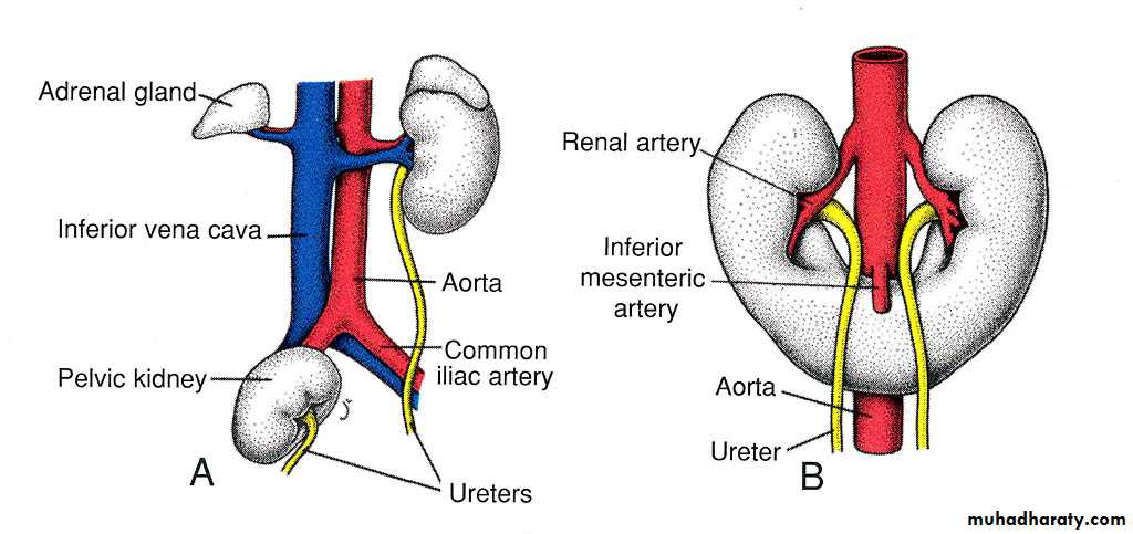 Urinary system