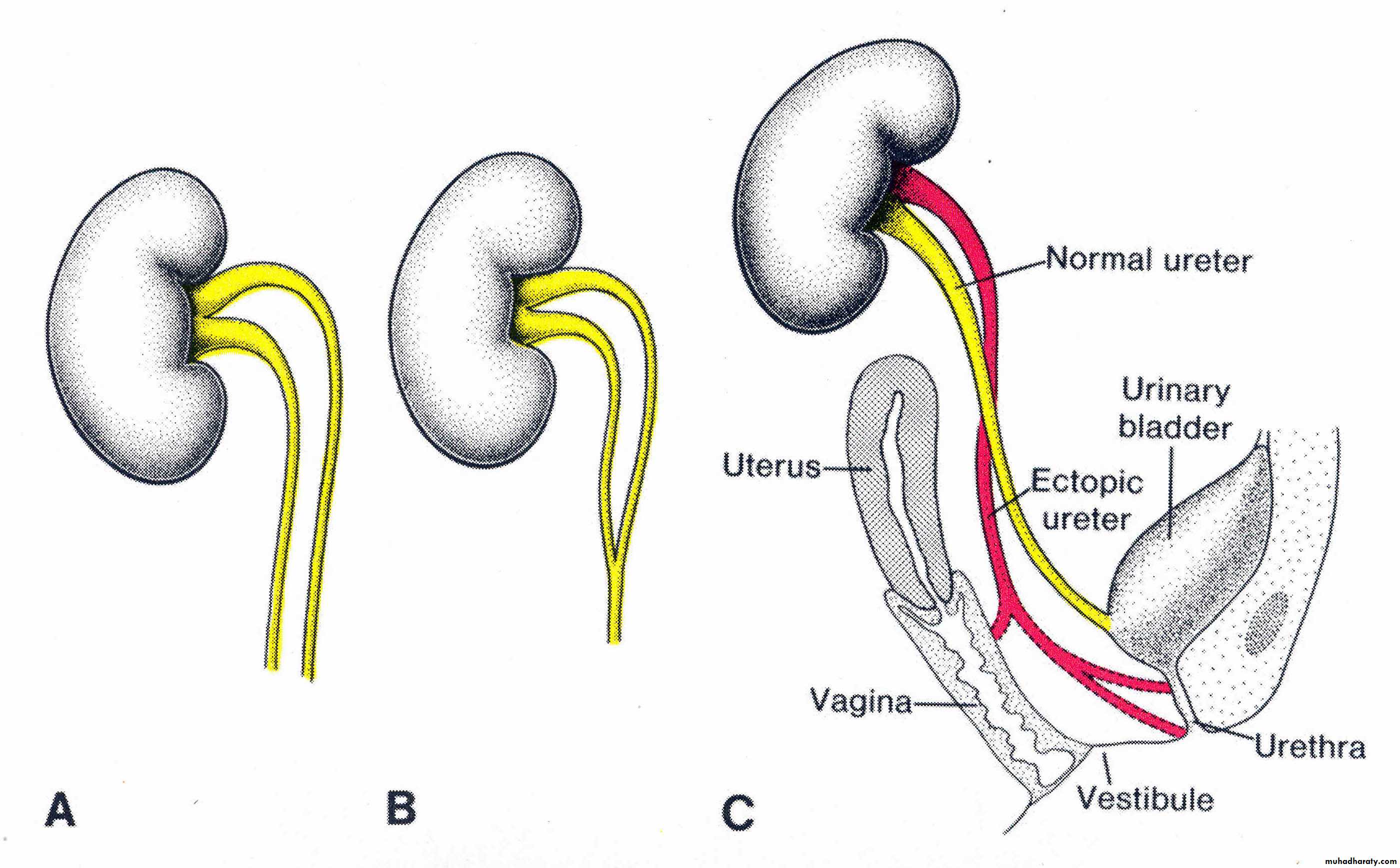 Urinary system