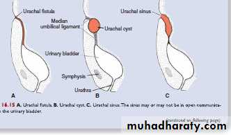 Urinary system