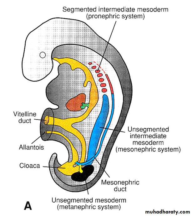 Urinary system