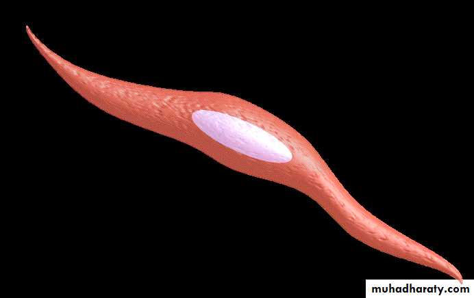Muscle and Nerve tissues