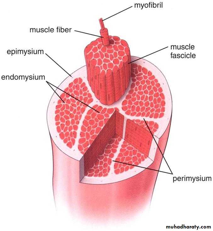 Muscle and Nerve tissues