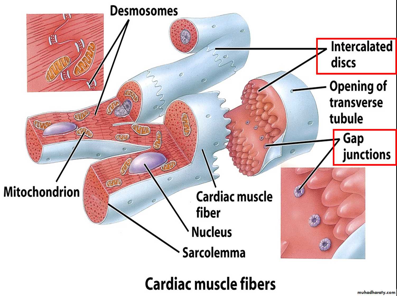 Muscle and Nerve tissues