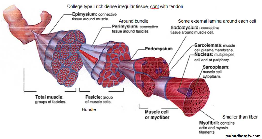 Muscle and Nerve tissues
