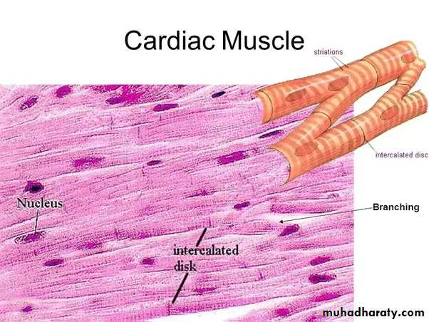 Muscle and Nerve tissues