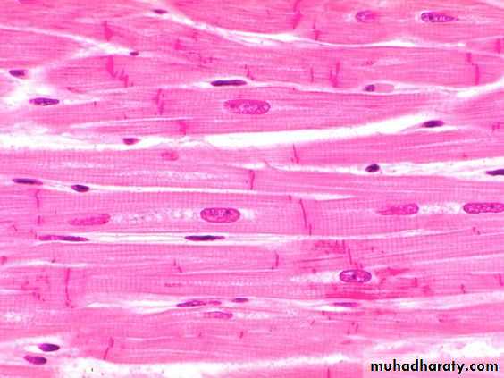 Muscle and Nerve tissues