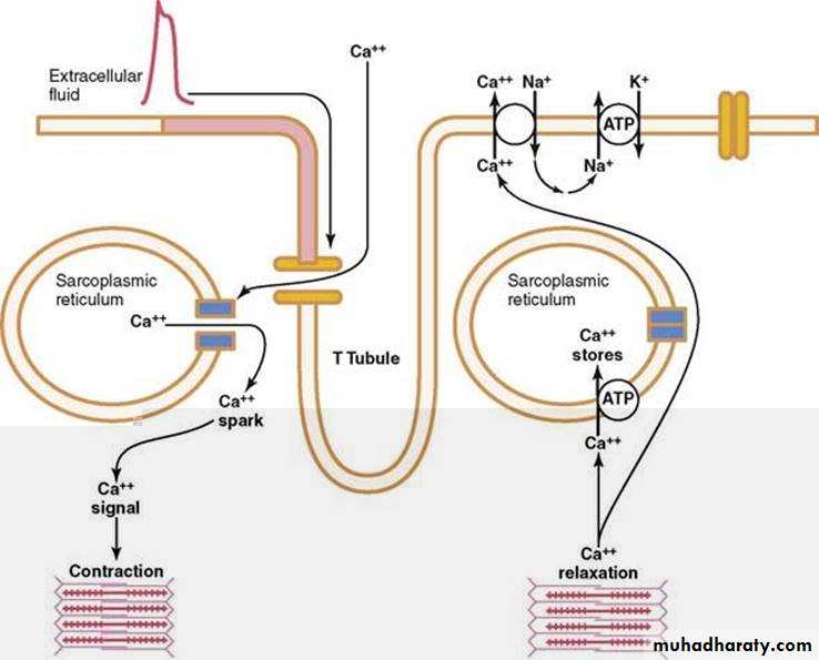 Muscle and Nerve tissues