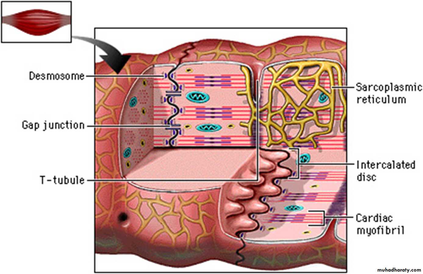Muscle and Nerve tissues