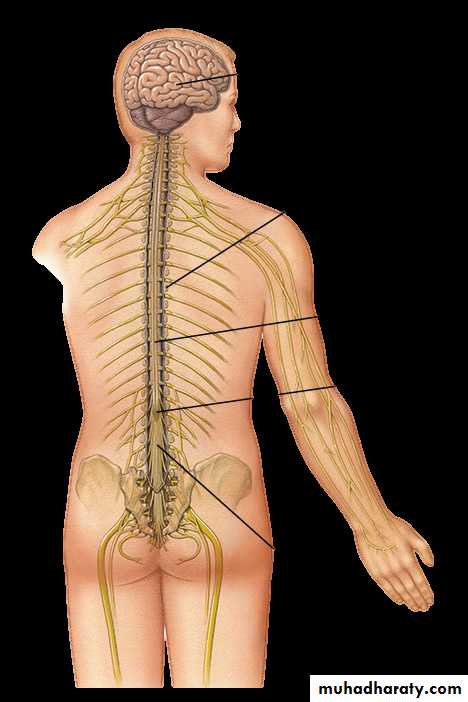 Muscle and Nerve tissues
