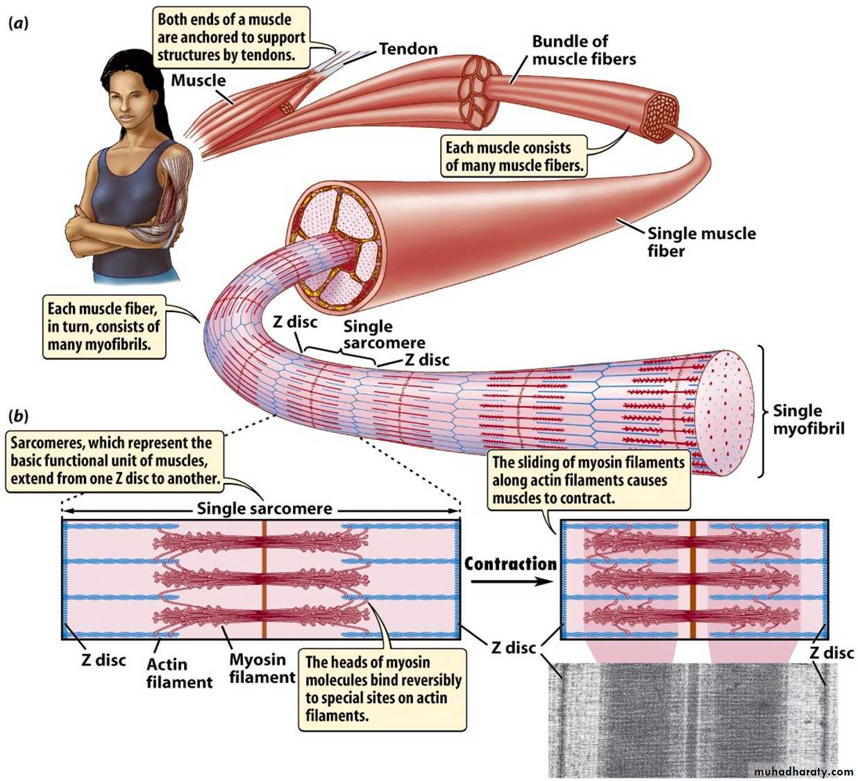 Muscle and Nerve tissues