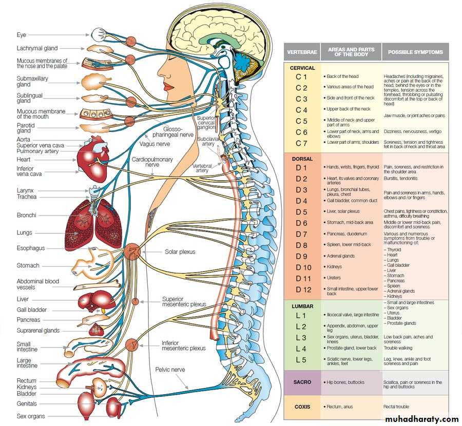 Muscle and Nerve tissues