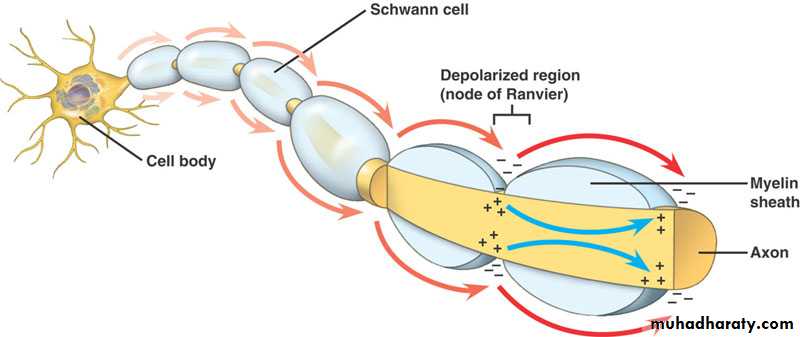 Muscle and Nerve tissues