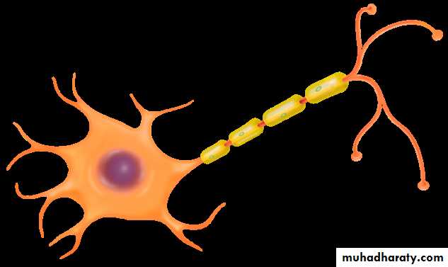 Muscle and Nerve tissues
