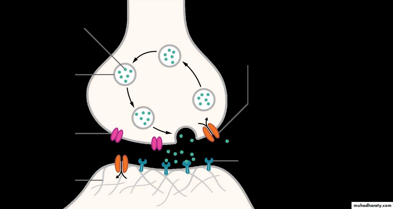 Muscle and Nerve tissues