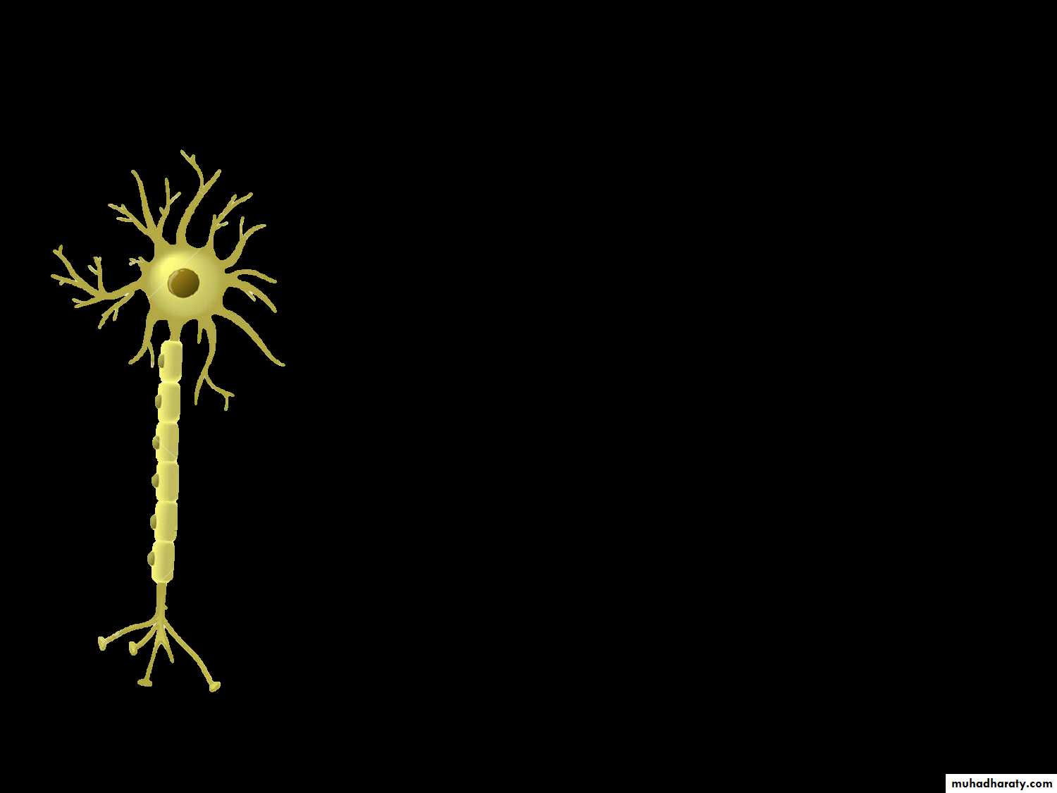 Muscle and Nerve tissues