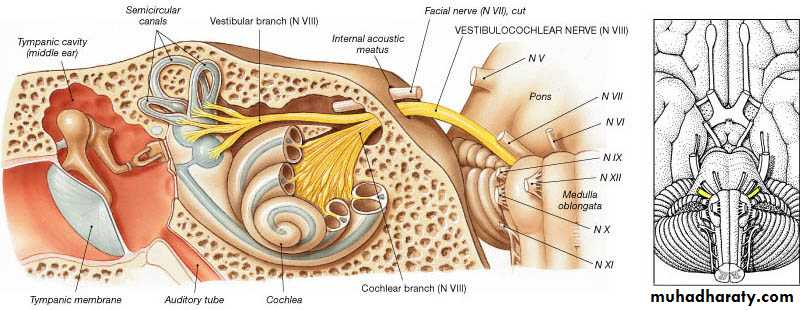 Muscle and Nerve tissues