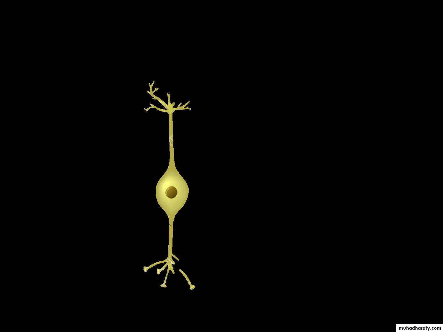 Muscle and Nerve tissues