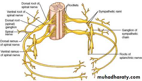 Muscle and Nerve tissues