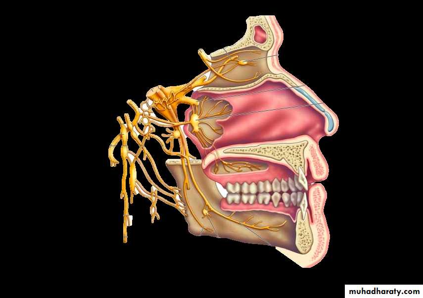 Muscle and Nerve tissues