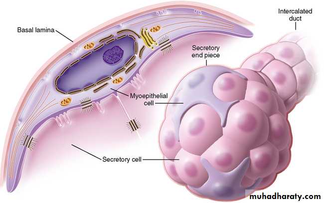 Muscle and Nerve tissues