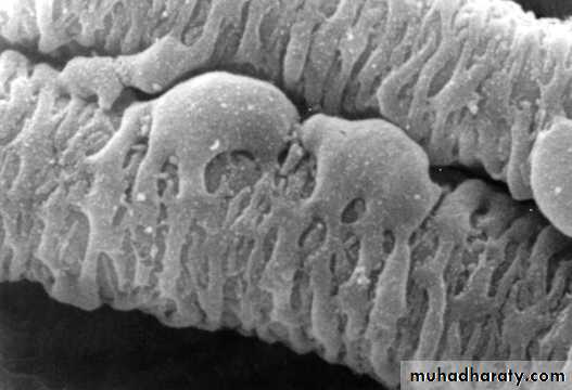 Muscle and Nerve tissues