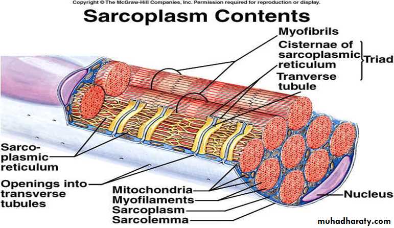 Muscle and Nerve tissues