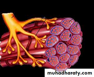 Muscle and Nerve tissues