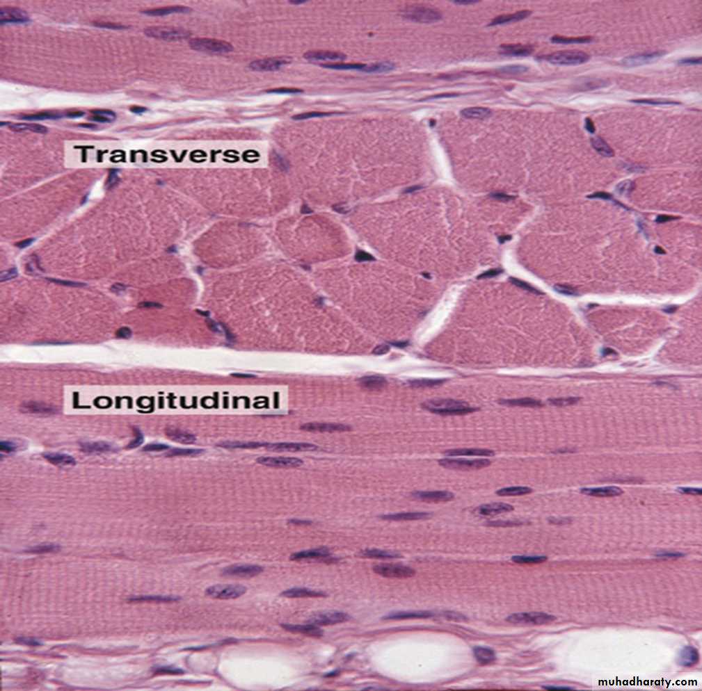 Muscle and Nerve tissues