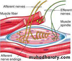 Muscle and Nerve tissues