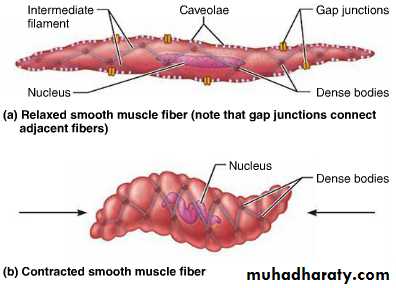 Muscle and Nerve tissues