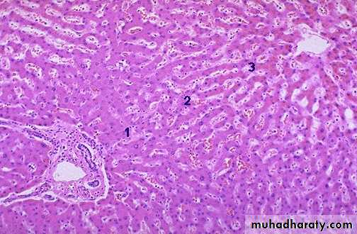 Liver 1