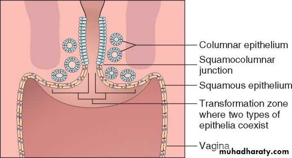 Cervix