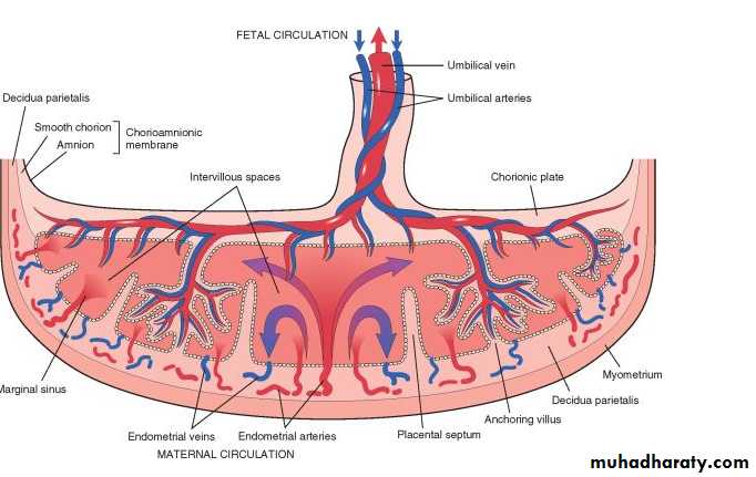 Fallopian Tubes