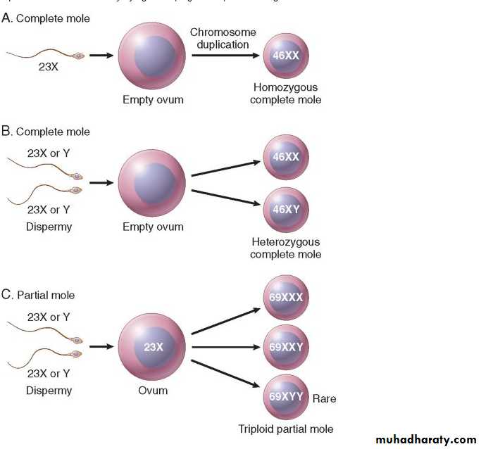 Fallopian Tubes