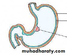 Stomach