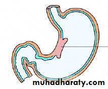 Stomach
