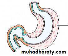 Stomach
