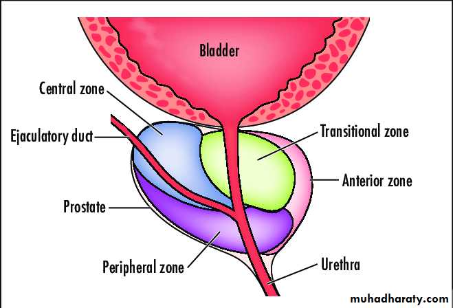 Prostate