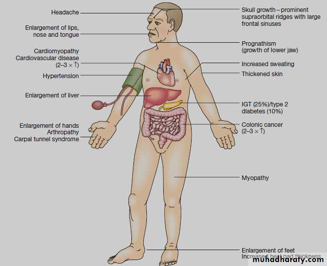Endocrinology