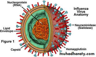 Introduction to Viruses