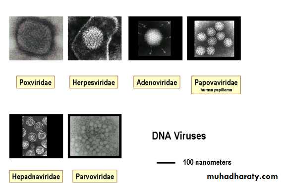 Introduction to Viruses