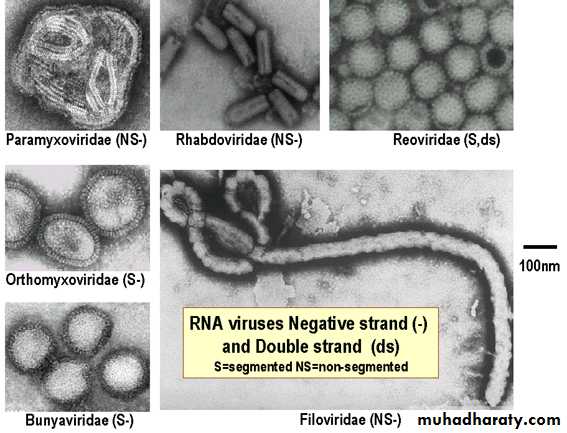 Introduction to Viruses