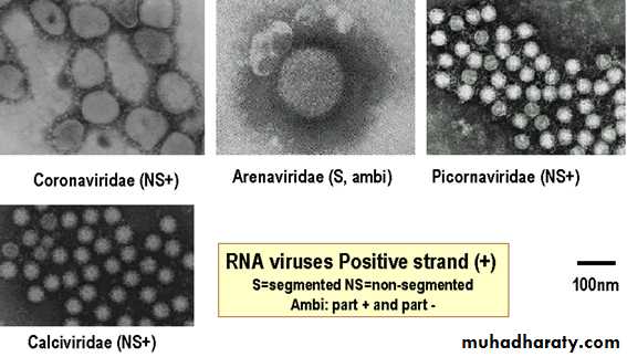 Introduction to Viruses