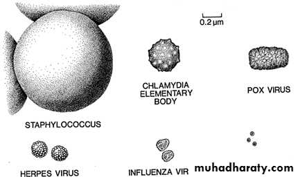 Introduction to Viruses