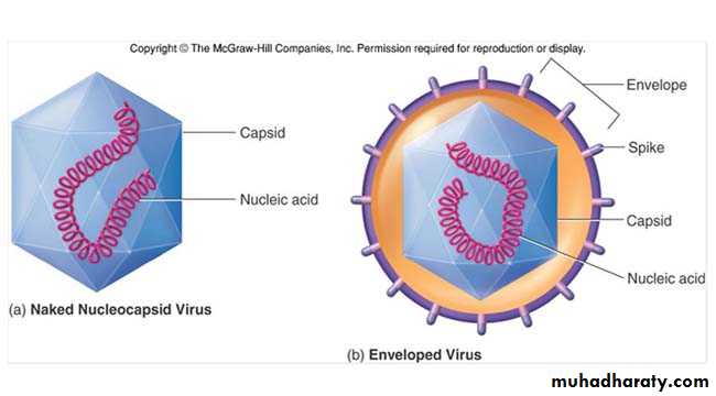 Introduction to Viruses