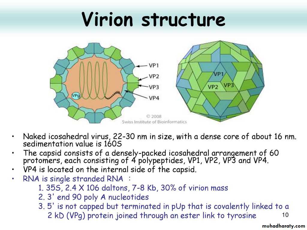 Introduction to Viruses