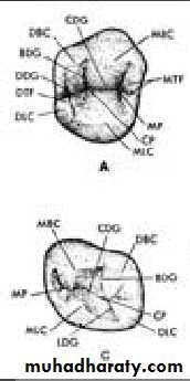 Morphology of Deciduous teeth