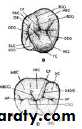 Morphology of Deciduous teeth